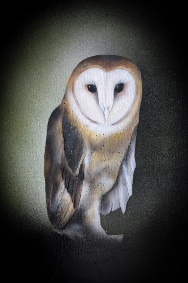 Barn Owl